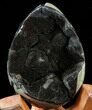 Septarian Dragon Egg Geode - Black Calcite Crystals #33987-1